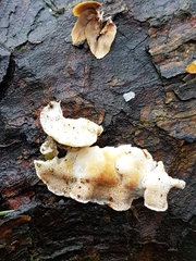 Skeletocutis carneogrisea