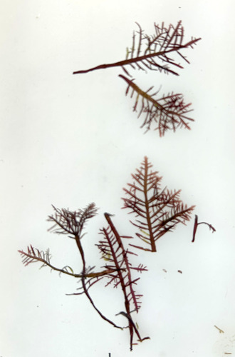 Pterocladiella capillacea observed 2026-01-04