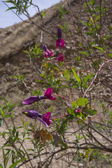 Passiflora umbilicata