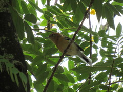 Thamnophilus pelzelni