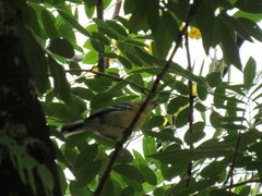 Thamnophilus pelzelni