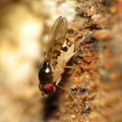 Mycodrosophila claytonae