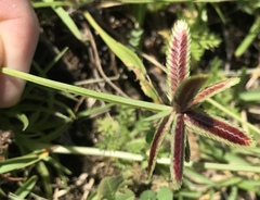 Cyperus rubicundus