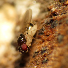 Mycodrosophila claytonae