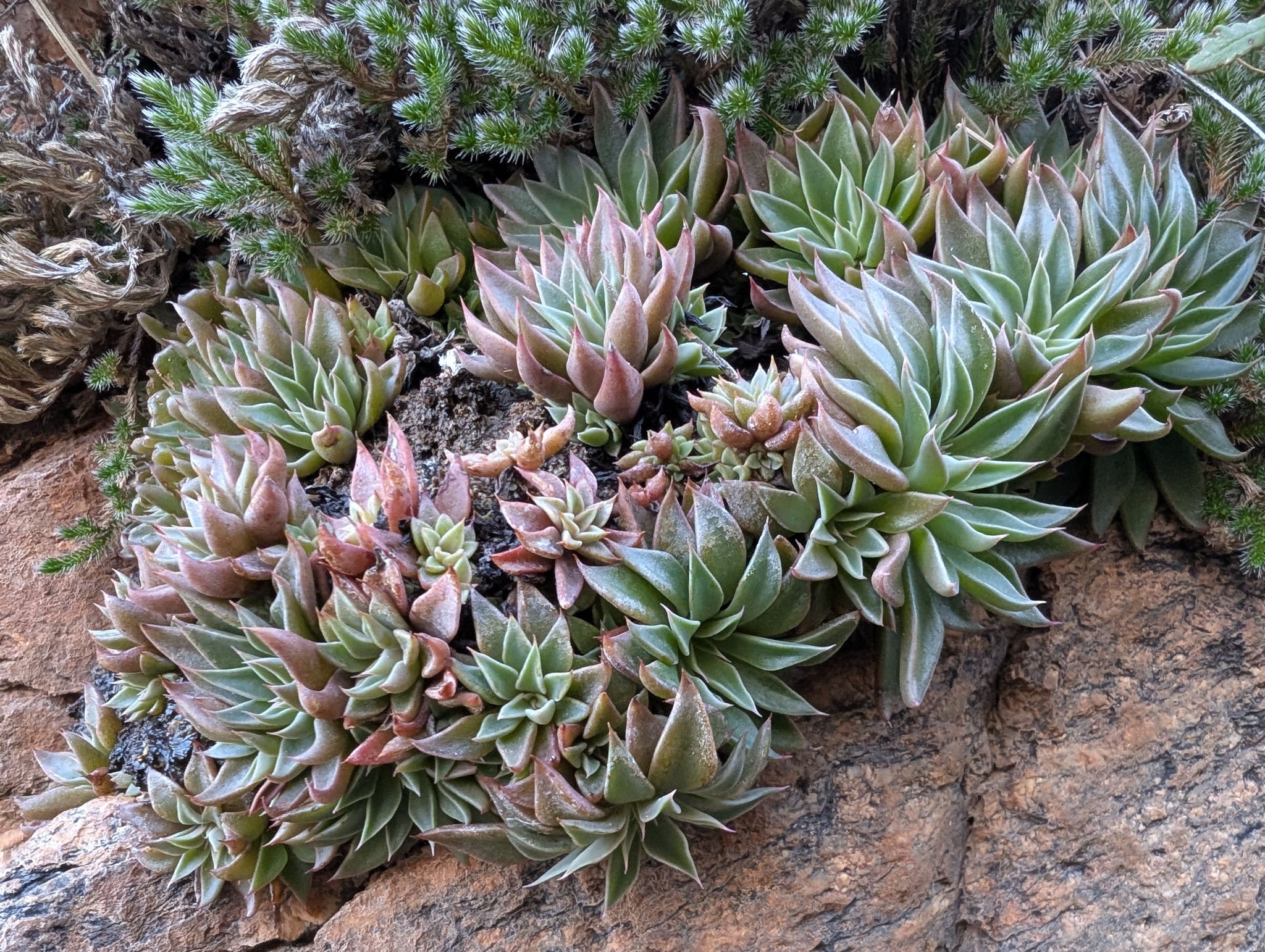 Imagem de Graptopetalum rusbyi