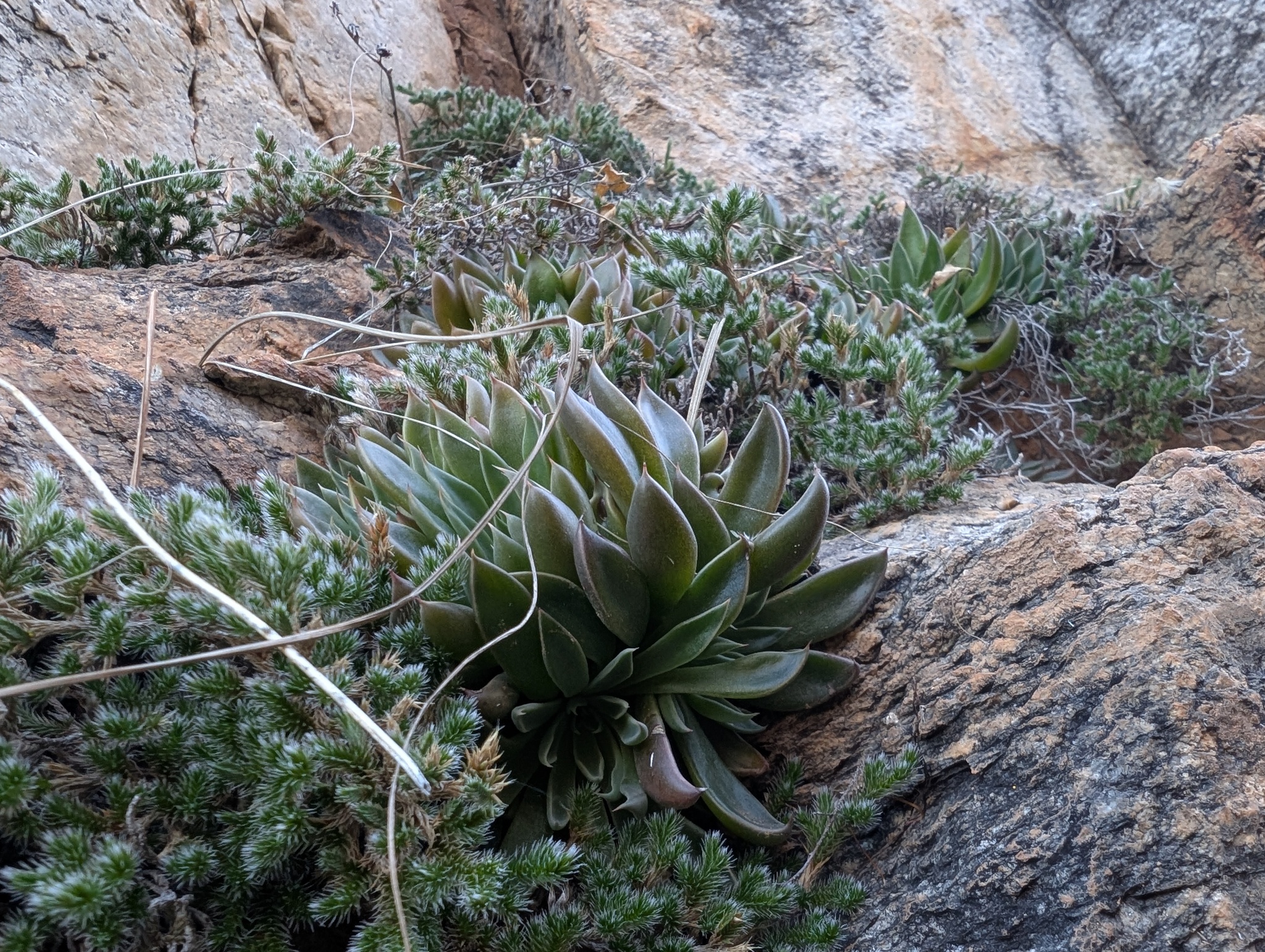 Imagem de Graptopetalum rusbyi