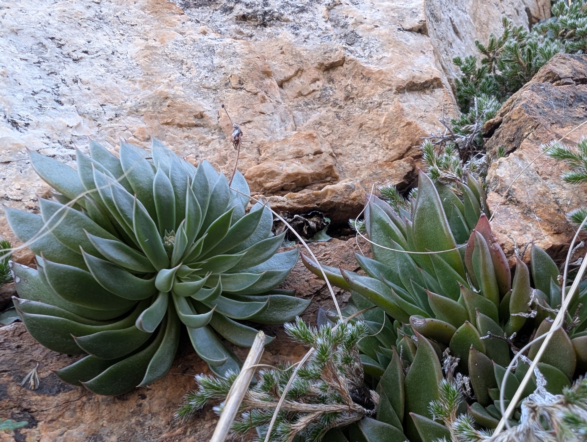 Imagem de Graptopetalum rusbyi