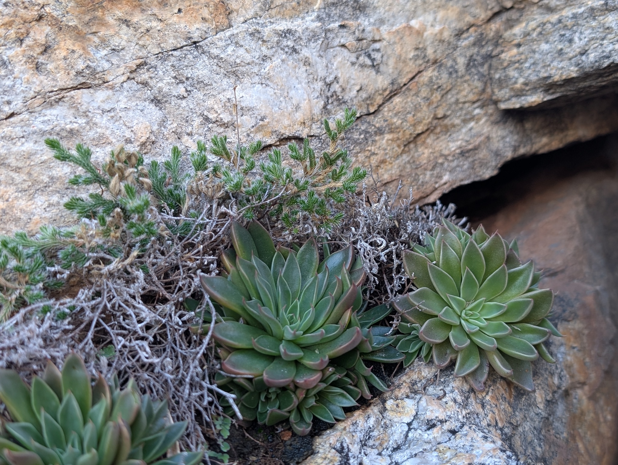 Imagem de Graptopetalum rusbyi