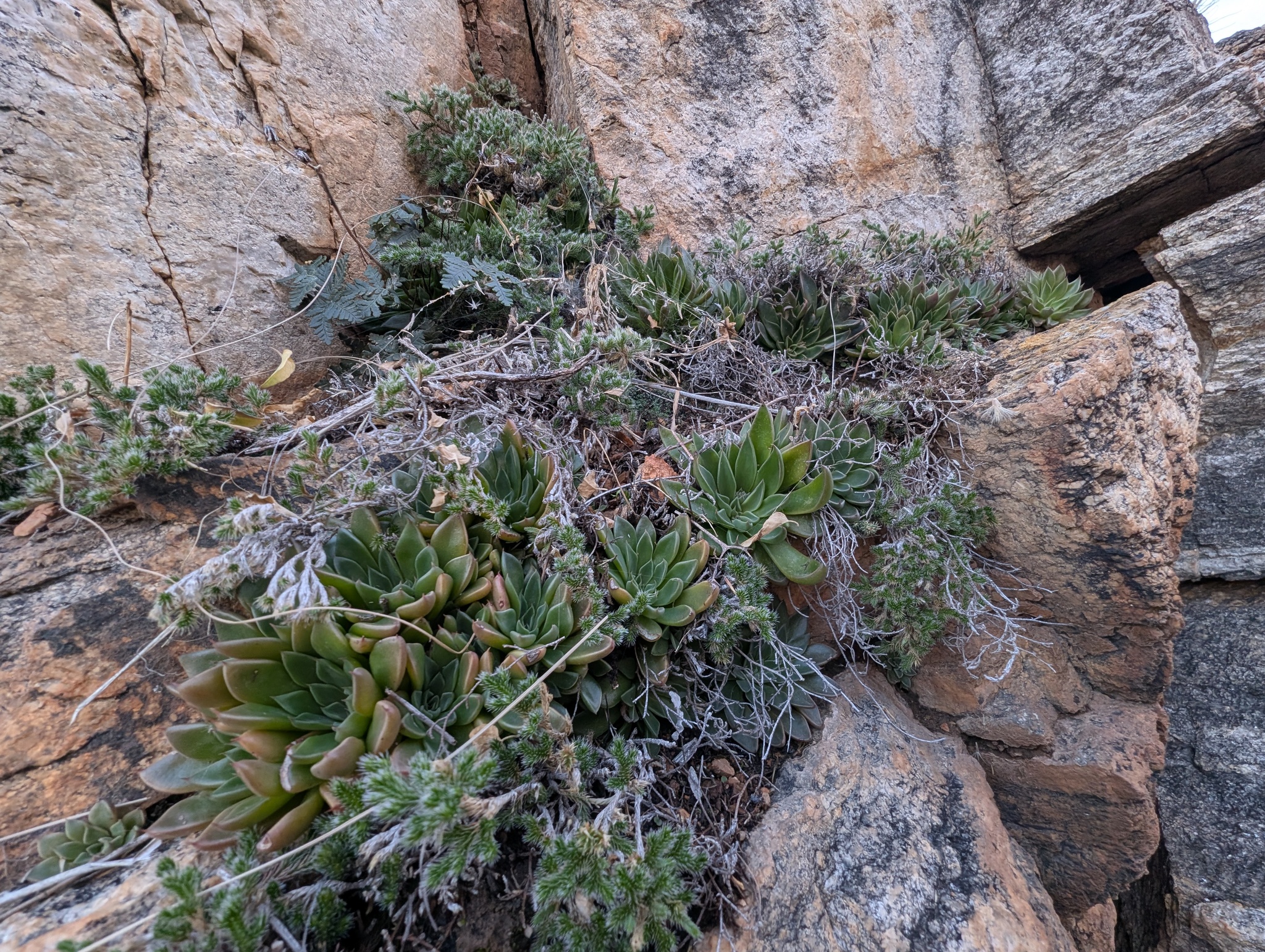 Imagem de Graptopetalum rusbyi