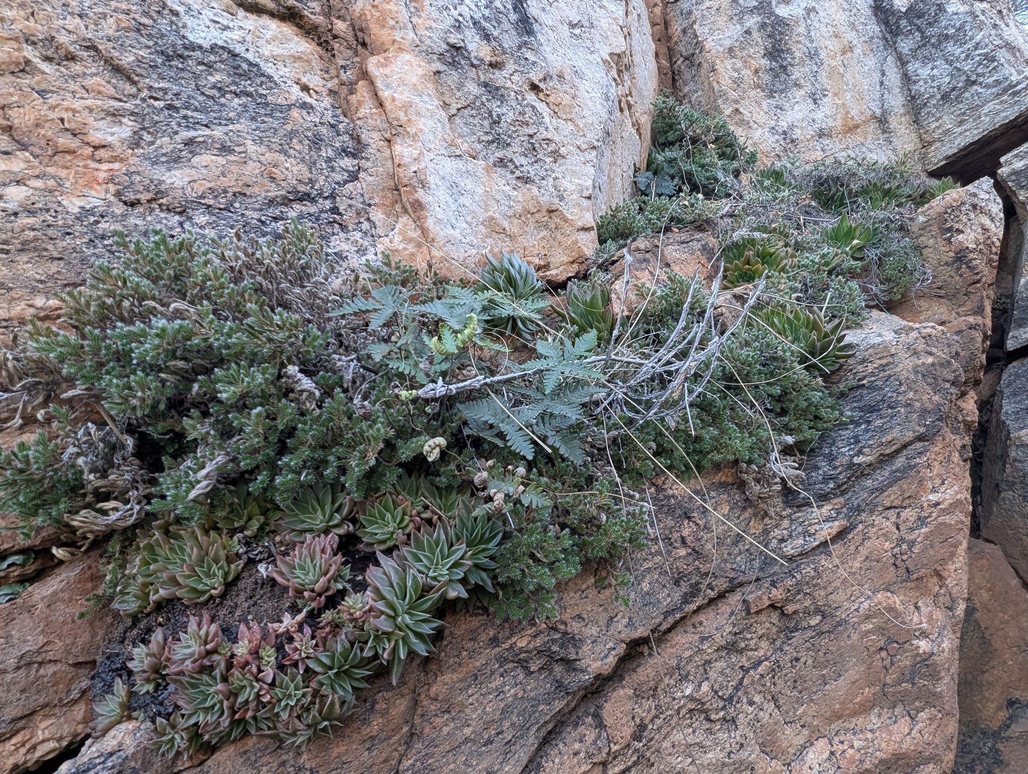 Imagem de Graptopetalum rusbyi
