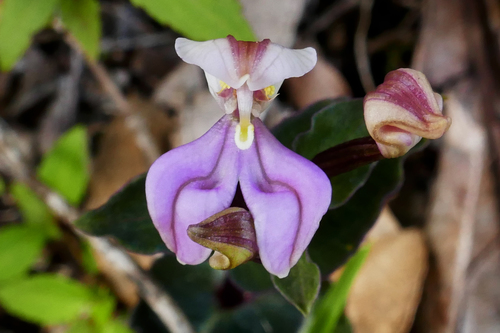 Disperis cordata