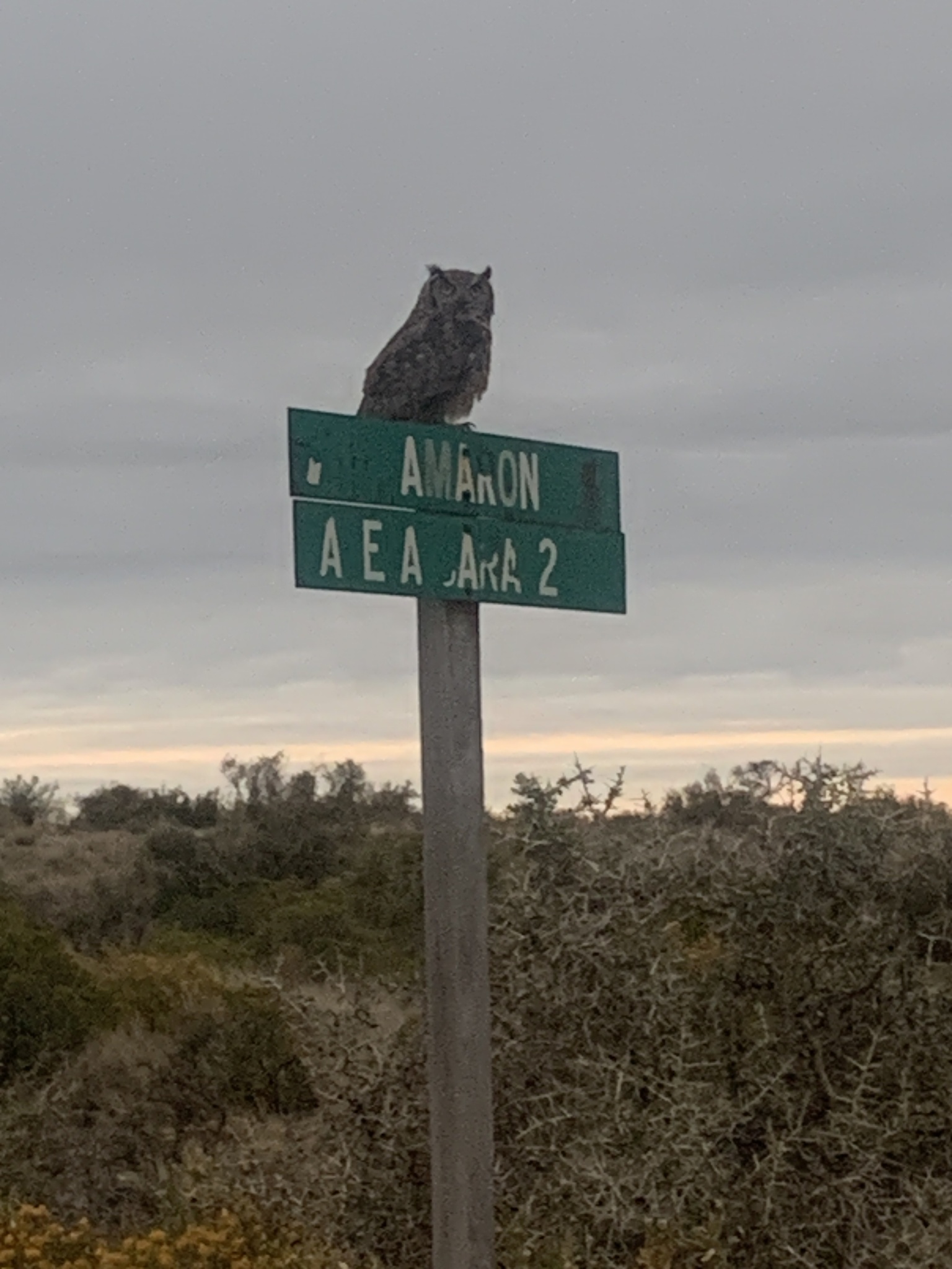 Lesser Horned Owl (Bubo magellanicus), photo 2