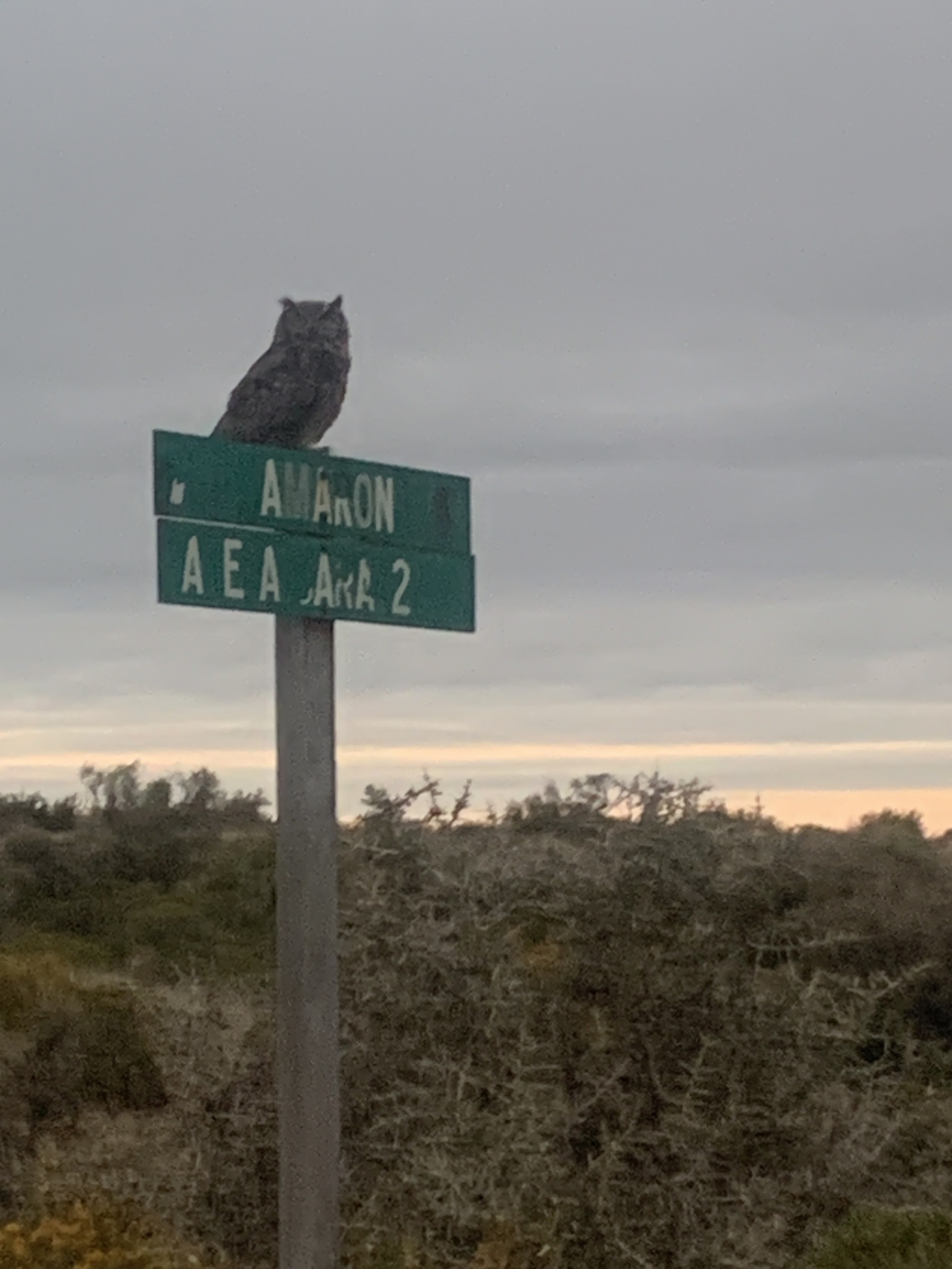 Lesser Horned Owl (Bubo magellanicus), photo 3