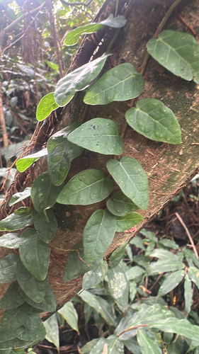 Ficus pumila observed 2026-01-04