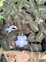 Episcia lilacina, photograph (c) Emily Franzen, some rights reserved (CC BY)