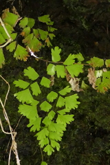 Adiantum raddianum