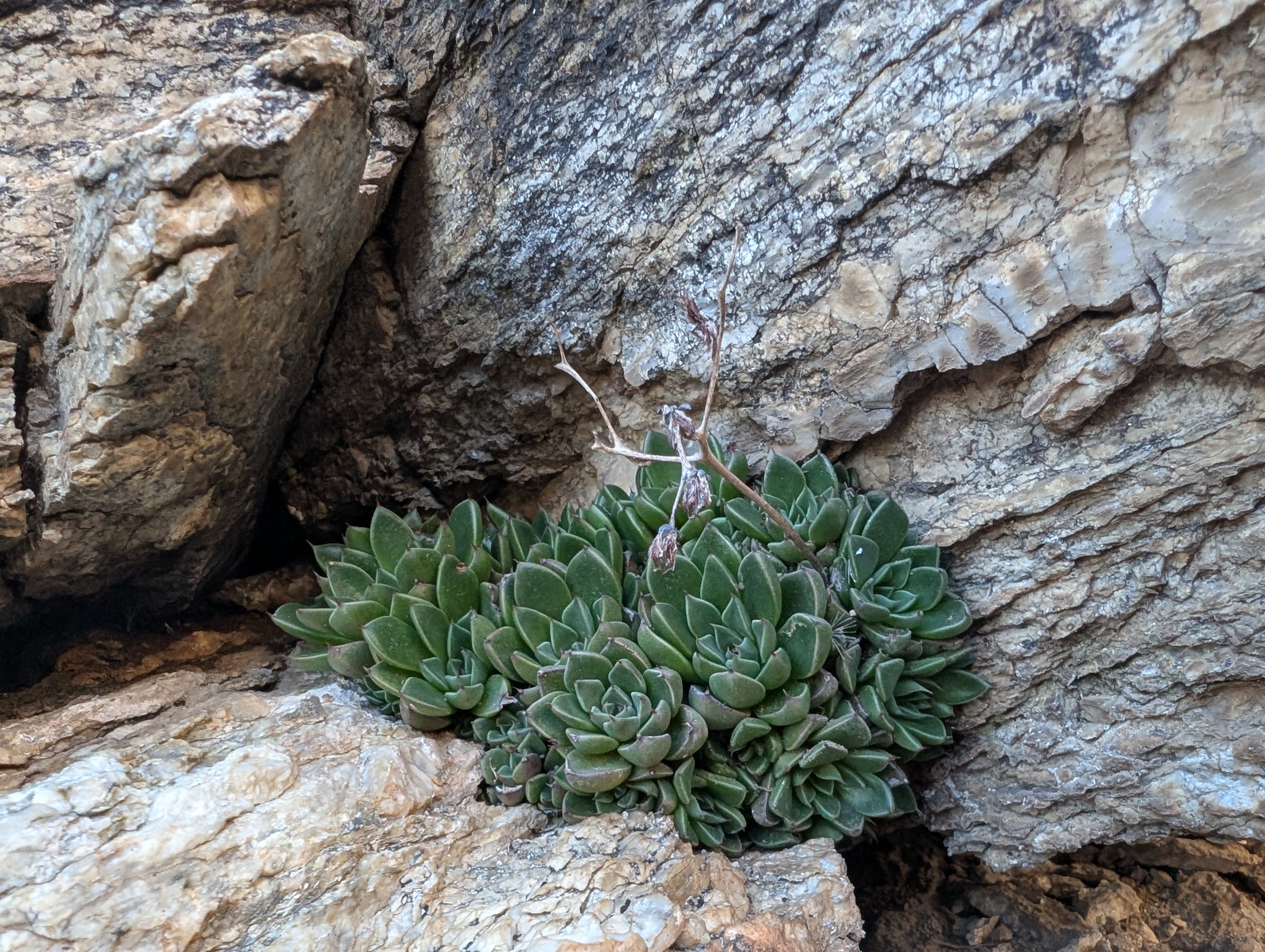 Imagem de Graptopetalum rusbyi
