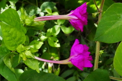 Mirabilis jalapa image