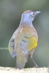 Trochalopteron peninsulae