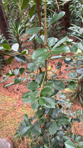 Psidium cattleianum