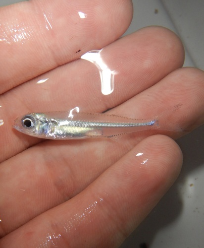 Bullhead fry (Hypoatherina harringtonensis) — Atherinidae — 3