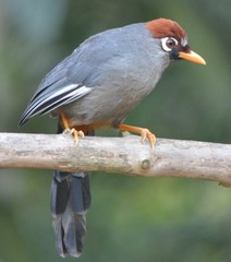 Pterorhinus mitratus major