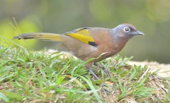 Trochalopteron peninsulae