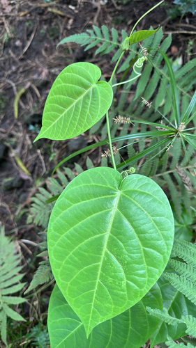 Passiflora ligularis observed 2026-01-04