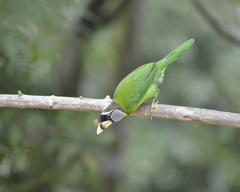 Psilopogon pyrolophus