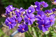 Pleroma heteromallum