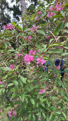 Shrubby fuchsia
