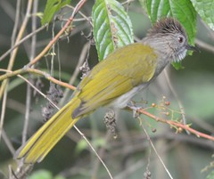 Ixos mcclellandii peracensis