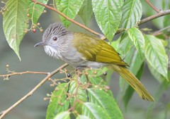 Ixos mcclellandii peracensis