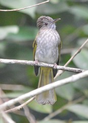 Ixos mcclellandii peracensis