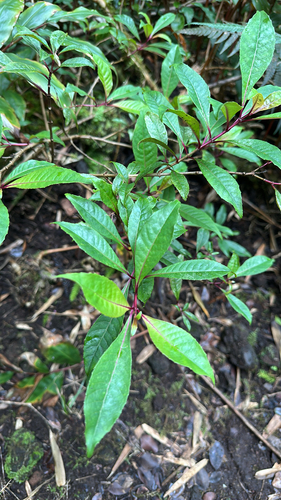 Fuchsia paniculata, 2026-01-04