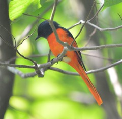 Pericrocotus solaris montanus