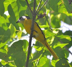 Pericrocotus solaris montanus