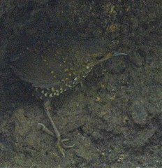 Pnoepyga pusilla