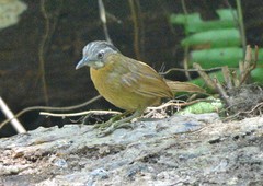 Stachyris nigriceps davisoni