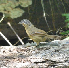 Stachyris nigriceps davisoni