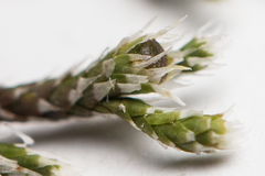 Hedwigia detonsa