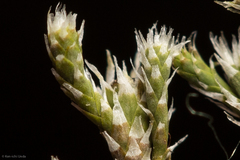 Hedwigia detonsa