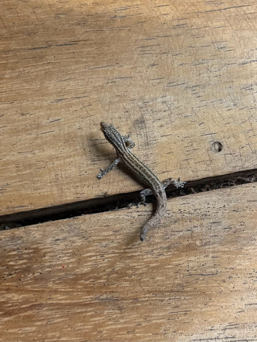 Costa Rica Least GeckO, Sphaerodactylus graptolaemus