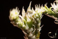 Hedwigia detonsa