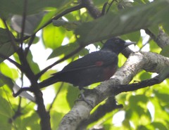 Oriolus cruentus malayanus