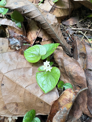 (c) Emily Franzen, some rights reserved (CC BY) Geophila macropoda, photograph (c) Emily Franzen, some rights reserved (CC BY)