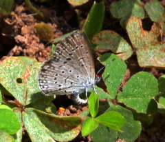 Zizeeria knysna knysna