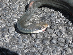 Coluber constrictor paludicola