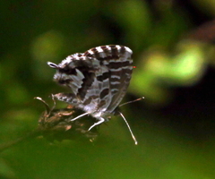 Cacyreus marshalli