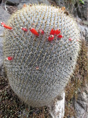 Mammillaria dixanthocentron
